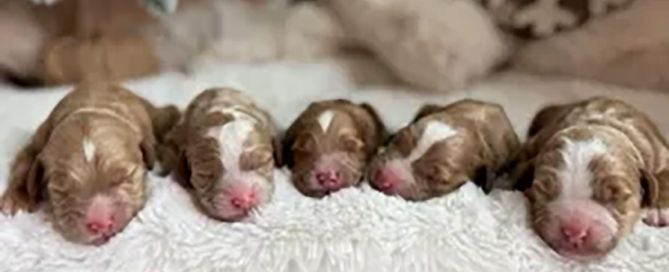 Goldendoodle puppies sleping next to each other