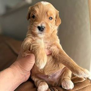 Goldendoodle size in a 6 month old puppy