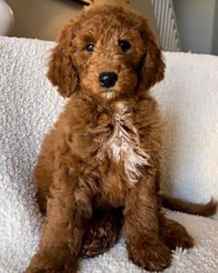 How big does a Goldendoodle get? Medium Goldendoodle standing