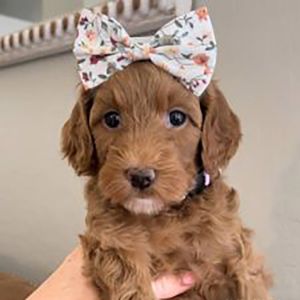 Goldendoodle puppy wearing a cute bow