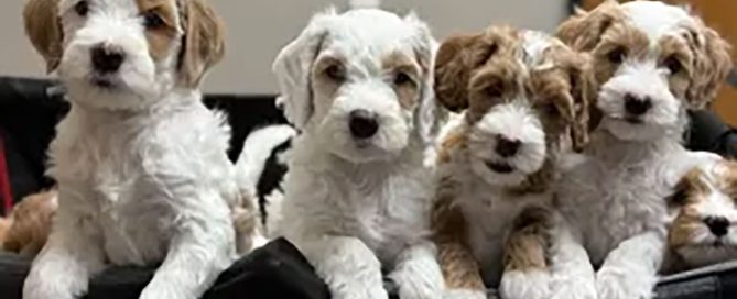 Four Goldendoodle puppies sitting together on a line