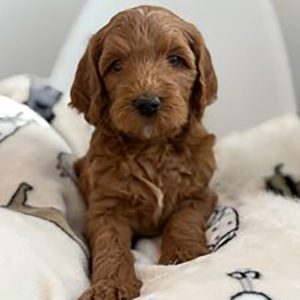 Goldendoodle puppy for sale at Doodle Bliss