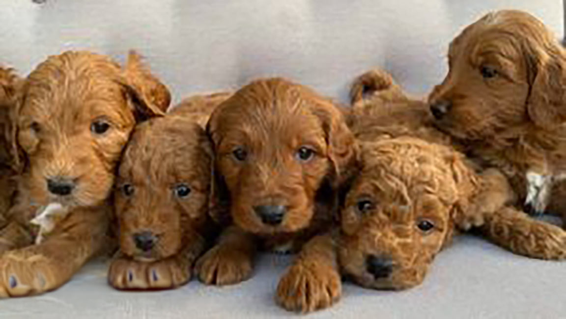 Goldendoodle puppies from a breeder who knows how to groom a Goldendoodle right 