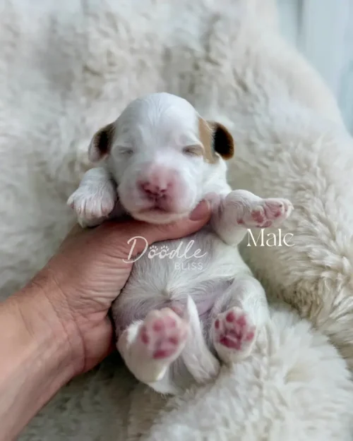 A small Male Mini Goldendoodle puppy, Maya, with closed eyes and pink paws is gently held in a hand against a fluffy cream blanket. The image displays the text “Doodle Bliss” and “Male.”.