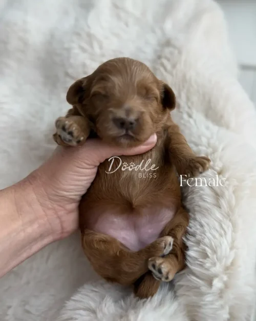 A tiny brown Male Mini Goldendoodle puppy named Maya, eyes closed, is gently cradled in a hand on a soft white blanket. The words "Male" and "Mini Goldendoodle - Maya" appear overlaid on the image.