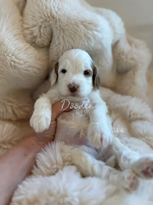 Maya, a small, fluffy Female Mini Goldendoodle, is gently held on her back atop a soft cream-colored blanket. She looks relaxed and cozy with her eyes open and paws up.
