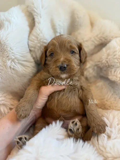 A small, fluffy Female Mini Goldendoodle puppy named Maya is gently held in a person’s hand on a soft, cream blanket. The puppy appears cozy and relaxed. The words "Female" and "Maya - Doodle Bliss" are overlaid on the image.