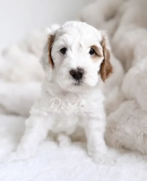 Romeo, a fluffy white puppy with light brown spots on his ears, sits on a soft white blanket and looks curiously at the camera.