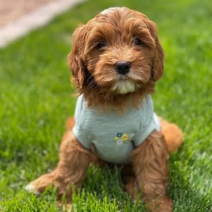 A small, fluffy brown puppy in a light gray shirt with a flower design sits on green grass, looking directly at the camera.