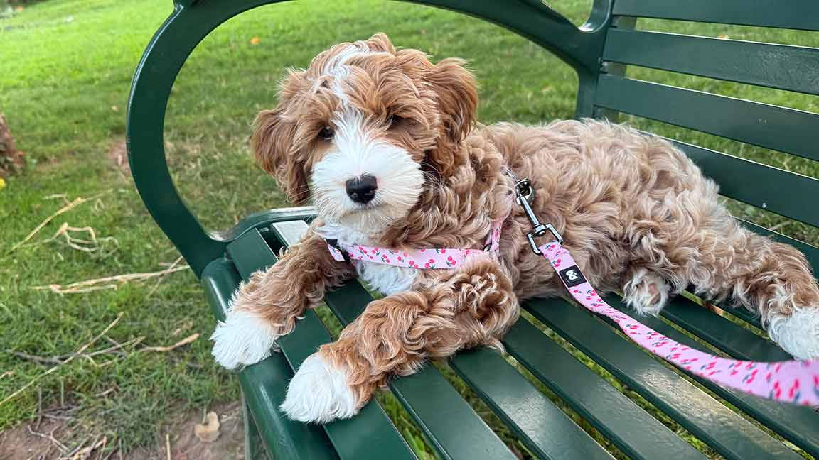A fluffy brown and white puppy with a pink leash lies on a green park bench, looking at the camera. The sunny setting suggests a perfect day to explore the best dog parks in Arizona, with grass and trees adding to the cheerful scene.