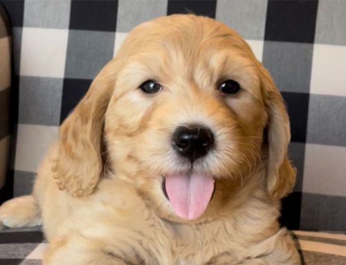 Best Dog Parks in Arizona: A Goldendoodle Owner’s Guide