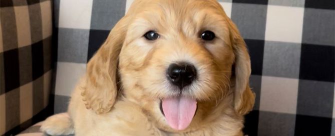 A fluffy Goldendoodle puppy with floppy ears sits on a black and white checkered couch, looking at the camera with its tongue out, dreaming of playing at the best dog parks in Arizona.