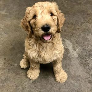 A fluffy, light brown Goldendoodle with curly fur sits on a concrete floor, looking up at the camera with its mouth open, appearing to smile