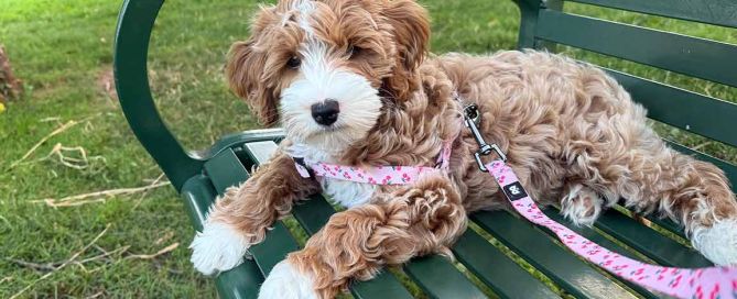 A small, fluffy brown and white Goldendoodle with a pink leash lies on a green park bench, looking at the camera