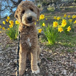 A curly-haired, light brown Goldendoodle sits on a leash in a park, surrounded by blooming yellow daffodils and fallen leaves.