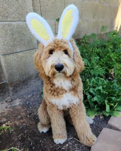 A fluffy tan and white Goldendoodle sits outdoors, sporting a headband with large white and yellow bunny ears. The dog enjoys the Arizona sunshine on a dirt patch by green plants and a stone wall, showcasing the importance of seasonal care.