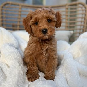 A small, fluffy brown Goldendoodle puppy sits on a soft white blanket with a wicker chair in the background, looking directly at the camera with a curious expression—perfectly showcasing seasonal care for Goldendoodles in Arizona.