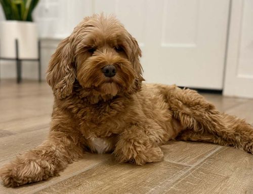 Seasonal Care for Goldendoodles in Arizona: Heat, Paw Safety, and Hydration Tips