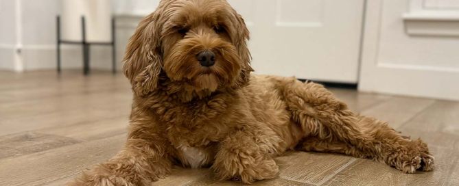 A fluffy brown Goldendoodle with curly fur lies on a wooden floor indoors, stretching out one leg.