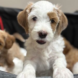 A close-up of a fluffy white Goldendoodle puppy with a brown patch over one eye, looking into the camera.