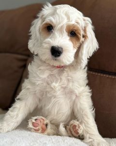 A fluffy white Goldendoodle puppy with tan markings sits on a couch, looking at the camera with big dark eyes. Its front paws are outstretched, and it wears a red collar against the brown upholstery in the background.