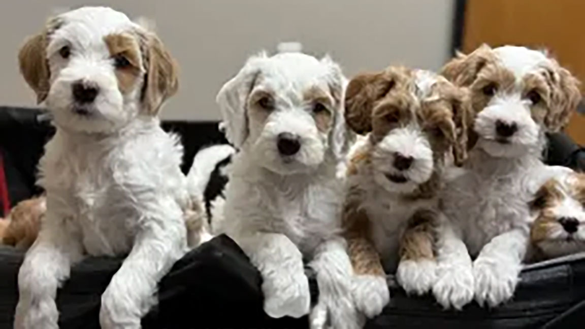 Four fluffy white Goldendoodle puppies with light brown fur sit closely together, looking at the camera. They are in a black bed with a blurred indoor background behind them.