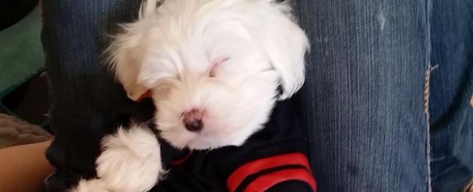 A small, fluffy white Goldendoodle puppy wearing a black and red sweater is sleeping peacefully on someone's lap, surrounded by blue jeans.