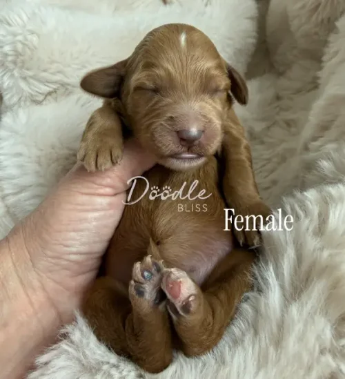 A person gently holds a small, brown newborn puppy with closed eyes and tiny paws, lying on a soft, cream-colored furry blanket. The text Doodle Bliss Female is overlaid on the image.