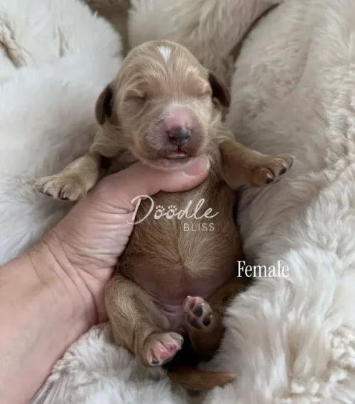 A tiny, light brown newborn puppy with closed eyes is cradled in a persons hand, lying on a soft, fluffy blanket. Text on the image reads Doodle Bliss and Female.