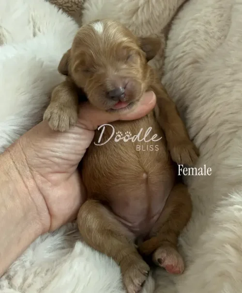 A tiny newborn female puppy with closed eyes is cradled gently in a persons hand, resting on a soft, fluffy blanket. The puppy has light brown fur and looks peaceful. The words Doodle Bliss and Female appear on the image.