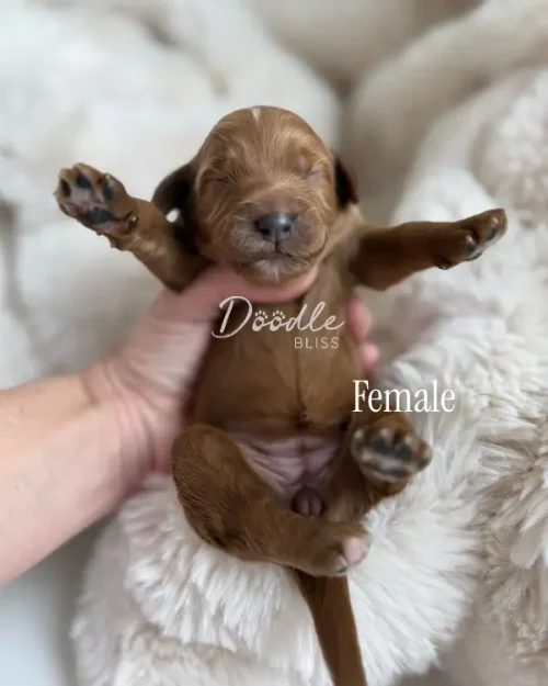 A tiny brown female puppy lies belly up in a persons hand, eyes closed, with paws in the air, resting on a fluffy white blanket. The words Doodle Bliss and Female are overlaid on the image.