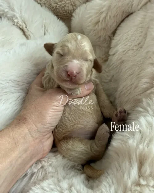 A tiny, light brown newborn puppy with closed eyes is cradled gently in a person’s hand on a soft, cream-colored blanket. The word Female appears on the right side of the image.