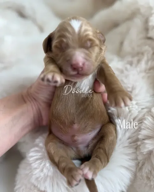 A person holds a small, light brown male puppy with closed eyes and white markings on its head and chest, lying on a soft, fluffy blanket.
