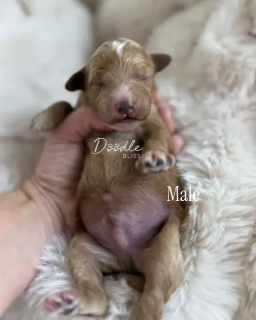 A person gently holds Han Solo, a tiny apricot abstract mini goldendoodle puppy with closed eyes and light brown and white fur, lying on a soft cream-colored blanket.