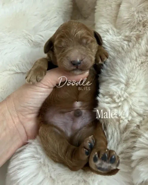Han Solo, a small male apricot abstract mini goldendoodle puppy, lies on his back with closed eyes and relaxed paws on a plush cream blanket. A hand gently supports him. The text "Male" appears in the image.