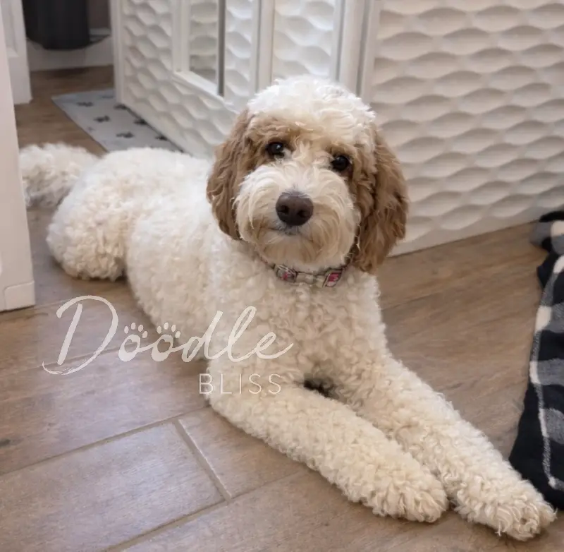 A fluffy white and tan Labradoodle with curly fur lies on a wooden floor, looking at the camera. “Doodle Bliss” is written on the image in light script. Patterned walls and a black-and-white blanket are visible.