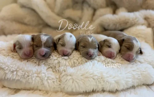 Six newborn Female Mini Goldendoodles with closed eyes lie closely together on a fluffy white blanket. The words "Doodle Bliss" and "Female" appear over the image.