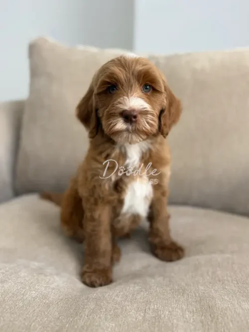 Padmé, a small red abstract mini goldendoodle with curly brown and white fur, sits on a light beige couch and looks directly at the camera.