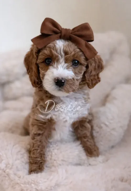 Flora, a small white parti mini goldendoodle puppy with curly fur, sits on a fluffy blanket wearing a brown bow and looks at the camera.