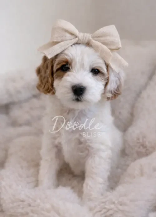 Flora, a small, fluffy white parti mini goldendoodle puppy, sits on a soft cream blanket wearing a large beige bow and gazes sweetly at the camera.