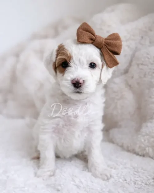 Ivy, a small white parti mini goldendoodle puppy with curly fur, a brown mark over one eye, and a large brown bow on her head, sits on a fluffy white blanket and looks at the camera.