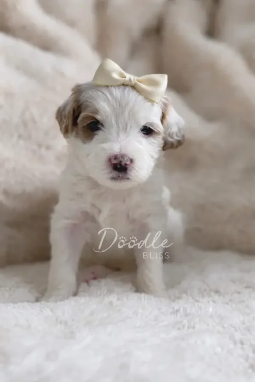 Hazel, a small, fluffy white parti mini goldendoodle puppy with a cream bow on her head, sits on a cozy beige blanket. The softly blurred background highlights her adorable appearance.
