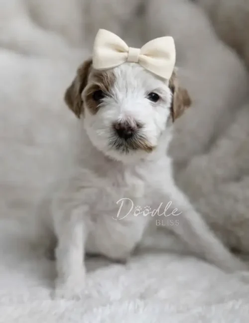 A small white parti mini goldendoodle puppy named Hazel sits on a fluffy blanket, wearing a cream bow and gazing sweetly at the camera. The words Döödle BLISS are overlaid on the image.
