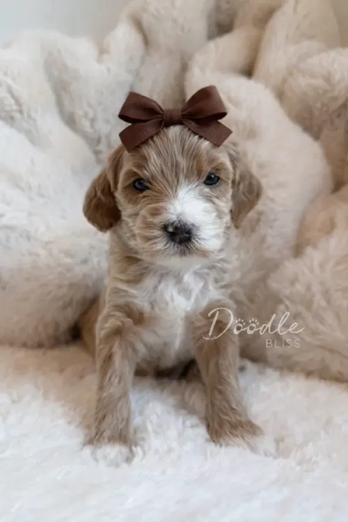 Hazel, a small parti mini goldendoodle puppy with fluffy white and light brown fur and a white snout and chest, sits on a soft white blanket with a brown bow on her head in a cozy, plush setting.