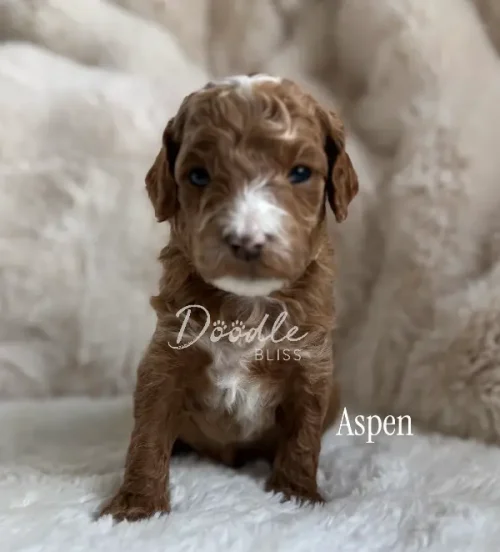 A small, curly-haired white parti mini goldendoodle puppy named Theo with a white chest and nose sits on a soft, fluffy blanket. The word Theo appears on the image, along with the Doodle Bliss logo.