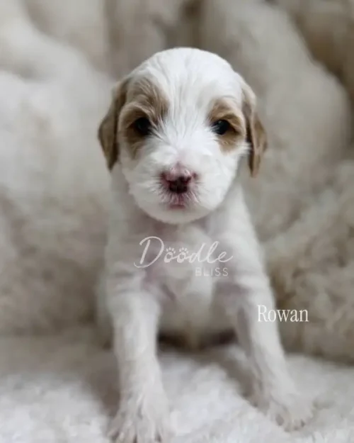 A fluffy white parti mini goldendoodle puppy, named Theo, sits on a soft cream-colored background. The text “Doodle Bliss” and “Theo” are written on the image as the puppy looks directly at the camera.