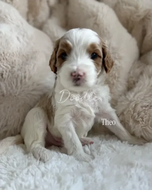 Theo, a small and fluffy white parti mini goldendoodle puppy, sits on a soft cream blanket and gazes gently at the camera. His name, Theo, is written beside him.