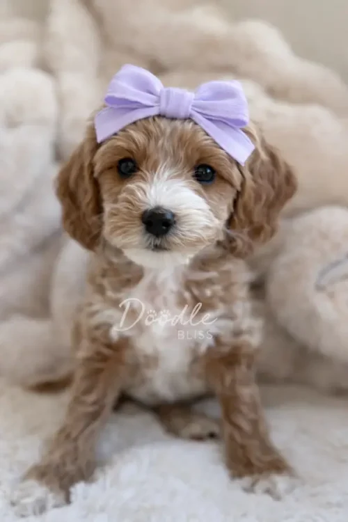 Hazel, a small fluffy white parti mini goldendoodle puppy, sits on a soft blanket wearing a light purple bow headband. The cozy background is softly blurred.
