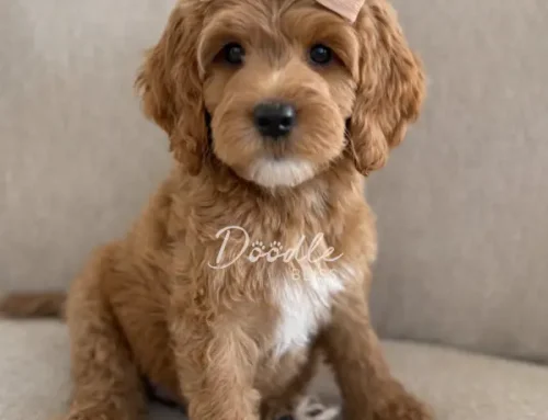 Training Your Puppy to sit and stay: A Goldendoodle Owner’s Guide
