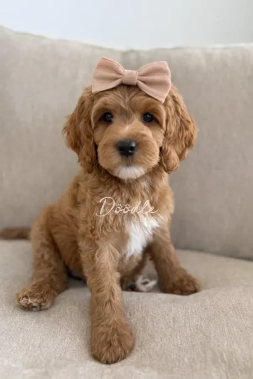 Padmé, a fluffy red abstract mini goldendoodle puppy with curly fur and a light brown bow, sits on a beige couch looking directly at the camera.
